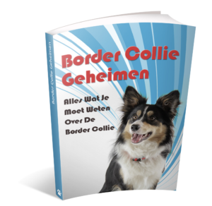 boder collie geheimen ervaringen