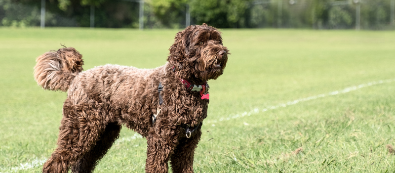 labradoodle geheimen review